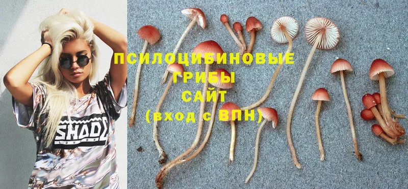 Псилоцибиновые грибы Psilocybine cubensis  Когалым 